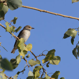 חטפית אפורה