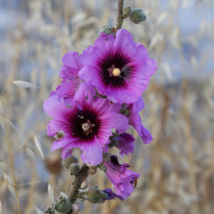 חוטמית זיפנית